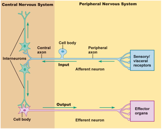 <p>classified based on the direction of the AP propagation</p><ul><li><p>afferent: to the CNS</p></li><li><p>efferent: from the CNS</p></li><li><p>interneurons/association (the CNS): process sensory info and elicit motor response</p></li></ul><p></p>