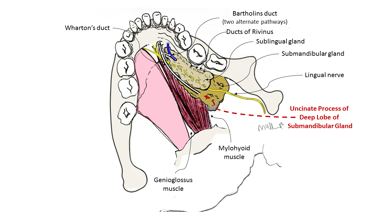 <p>The muscle which separates the submandibular triangle from the paralingual space is the:</p><p>A. Digastric, posterior belly</p><p>B. Hyoglossus</p><p><strong><mark data-color="red" style="background-color: red; color: inherit">C. Mylohyoid</mark></strong></p><p>D. Stylohyoid</p><p>E. Styloglossus</p>