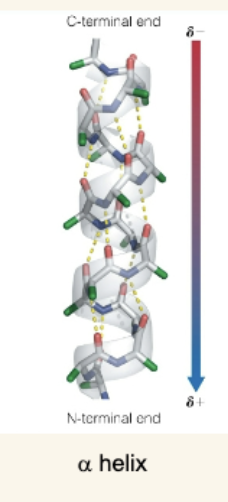 <p>Components of the α Helix</p>