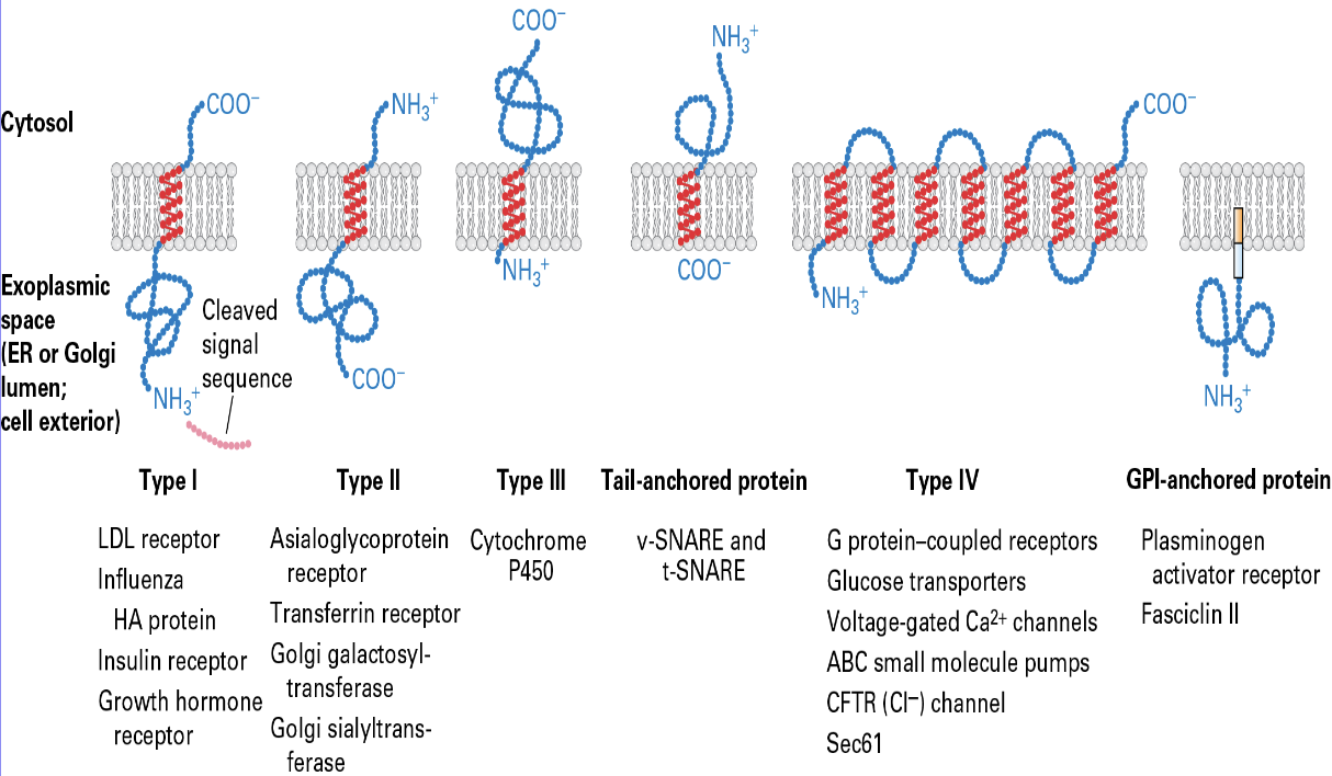 <ul><li><p><span><span>through a co-translational process involving a signal recognition particle (SRP), the Sec61 translocon channel, and the protein's own amino acid sequence</span></span></p></li><li><p><span><span>targets the ribosome to the RER membrane, where the nascent polypeptide chain begins to enter the Sec61 translocon channel</span></span></p></li></ul><p></p>