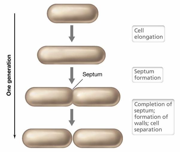 <ul><li><p>Binary fission<br>i) Cell elongation<br>ii) Septum formation<br>iii) Completion of septum, formation of walls and cell separation</p></li></ul><p></p>