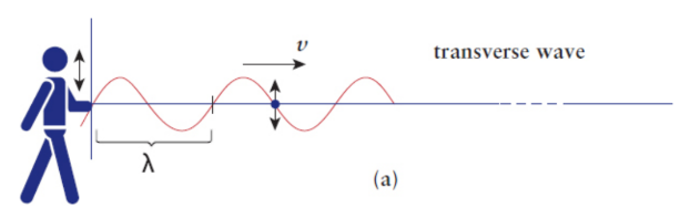 <p>the direction of particle oscillation is perpendicular to the propagation of the wave</p>