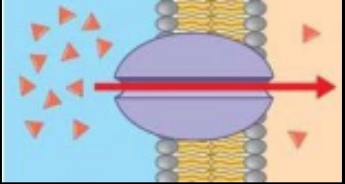 <p>Type of Transport?</p>