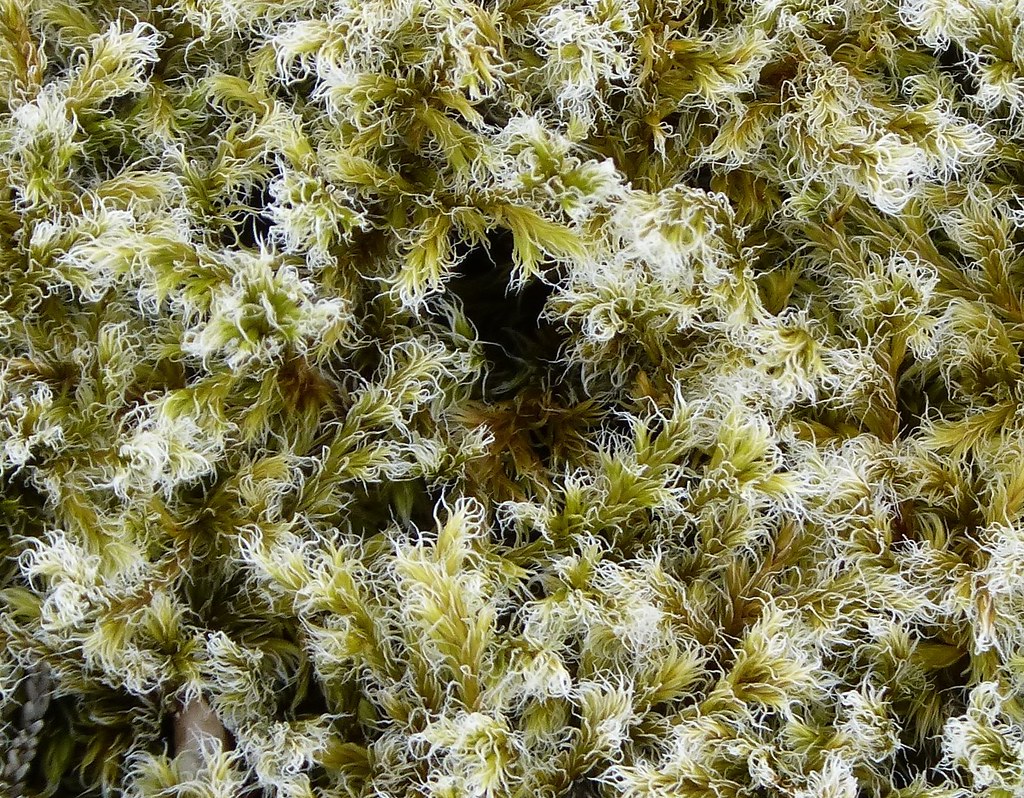 <p>Woolly hair moss</p>