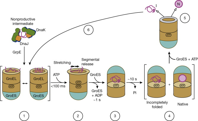 <ul><li><p><mark data-color="yellow">Will take in misfolded protein and produce properly folded protein</mark></p></li></ul><p><mark data-color="yellow">Relaxed formation accepts protein</mark> from DnaK/DnaJ→ATP and GroES <mark data-color="yellow">tighten the conformation→ properly folded protein is produced</mark></p>