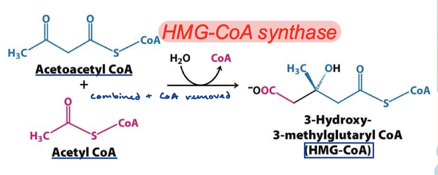 <p>Acetoacetyl CoA and Acetyl CoA are condensed, and one CoA is removed (by water), which is catalyzed by HMG-CoA synthase. This results in HMG-CoA.</p>