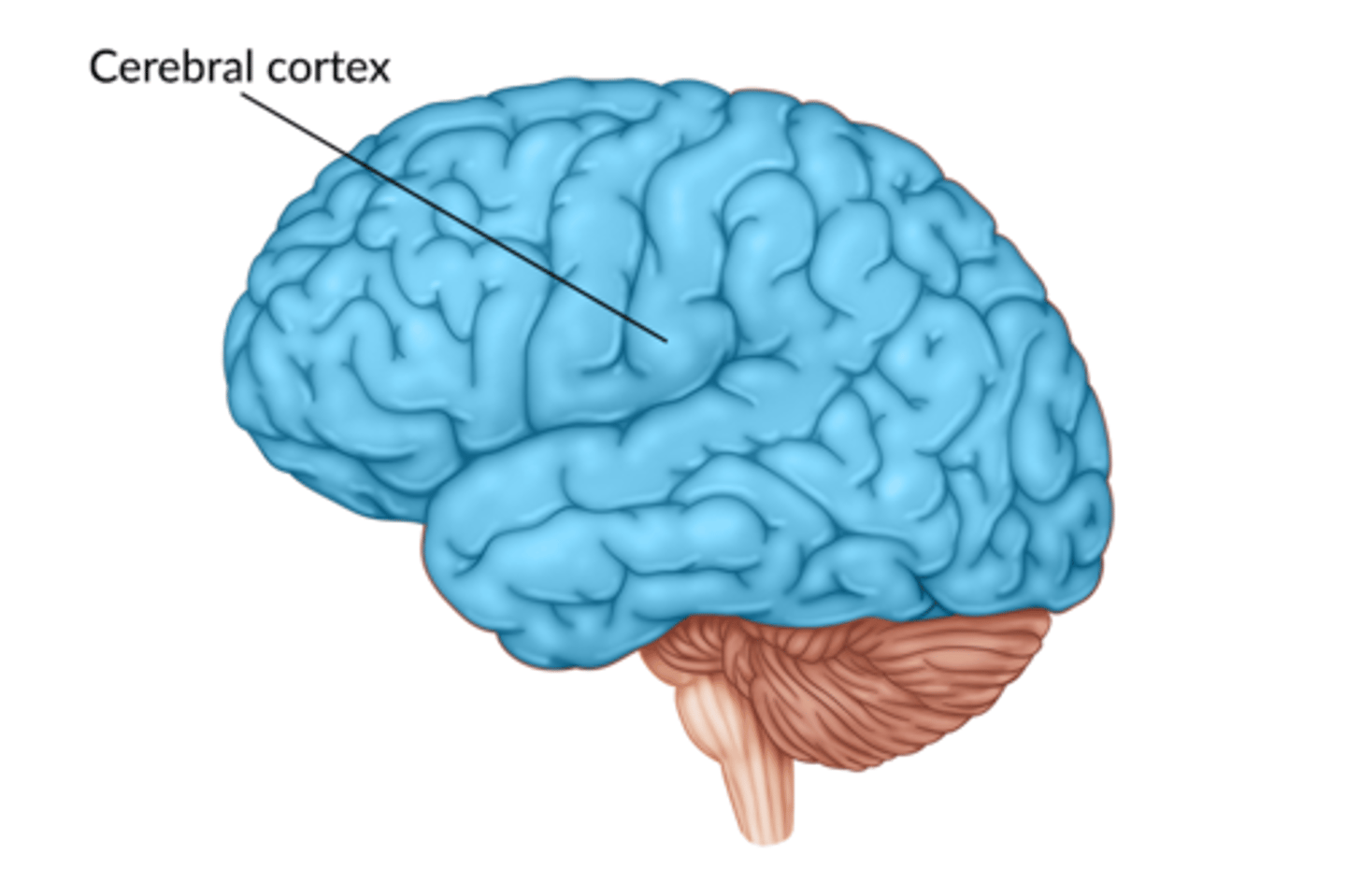 <p>outer layer of the brain</p>