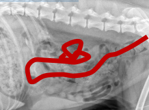 <ul><li><p><strong>descended with feces and gas</strong></p></li><li><p><strong>mobile: no fixed area</strong></p><ul><li><p>Cant tell difference from constipation on xray: only by CS</p></li></ul></li><li><p><strong>Cecum:</strong></p><ul><li><p><u>Dog</u>s: gas filled</p></li><li><p><u>Cats</u>: Cant see</p></li></ul></li></ul><p></p>