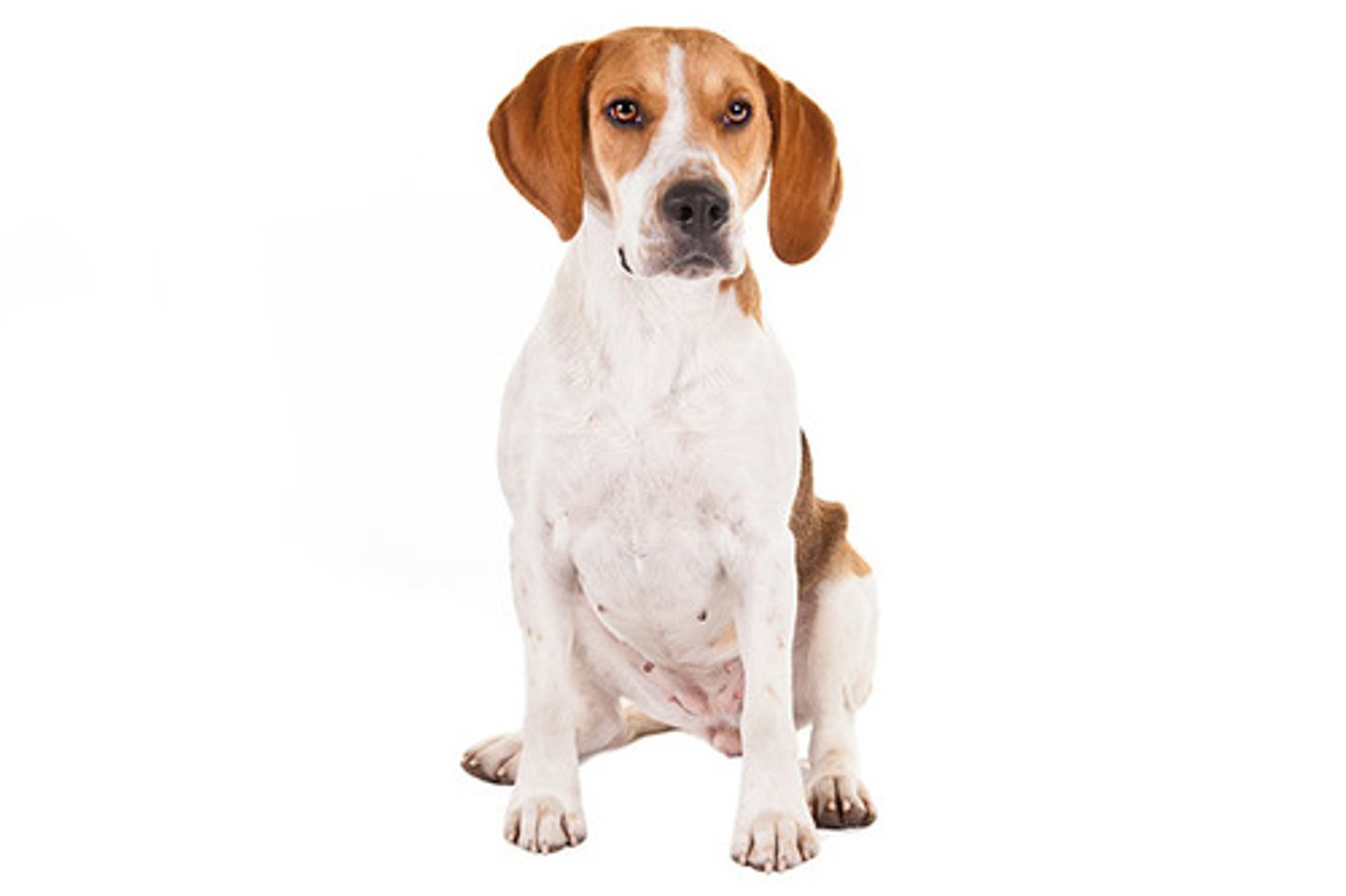 <p>Friendly, Outgoing, People-Oriented</p><p>AKC Breed Popularity: Ranks 186 of 194</p><p>Height: 19-21 inches</p><p>Weight: 45-60 pounds</p><p>Life Expectancy: 12-15 years</p><p>Group: Hound Group</p><p>smaller</p>