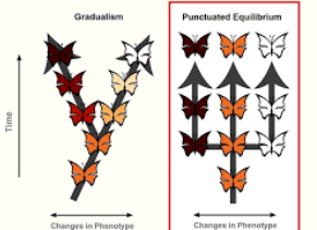 <ul><li><p>punctuated by equilibrium </p></li><li><p>proposed most evolution is characterized by long periods of evolutionary stability, punctuated by quick periods of branching speciation</p></li></ul><p></p>