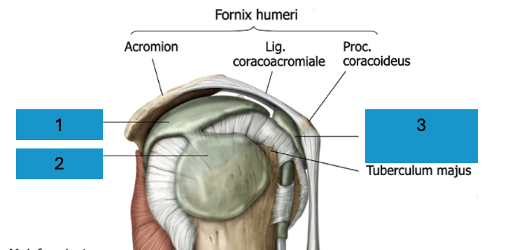 <p>Bursae schouder</p>