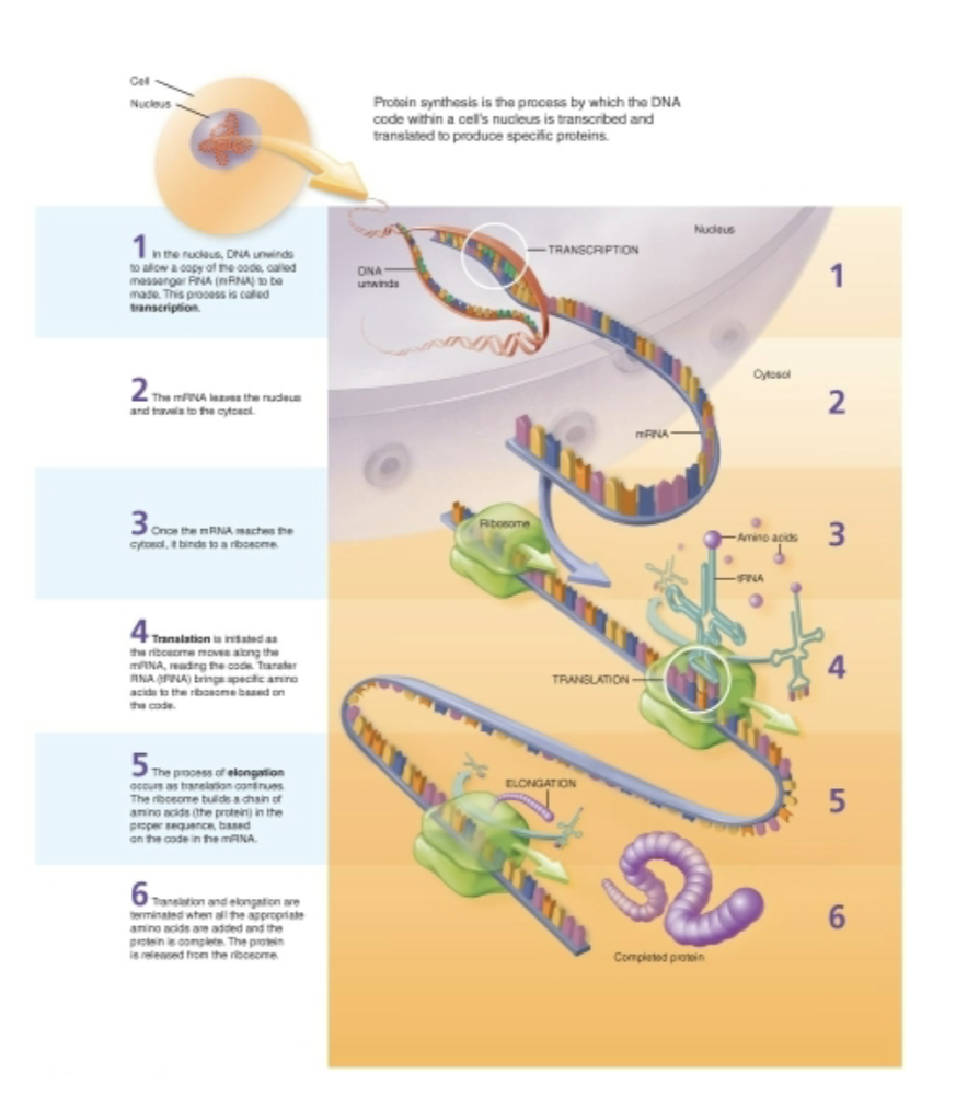 protein synthesis