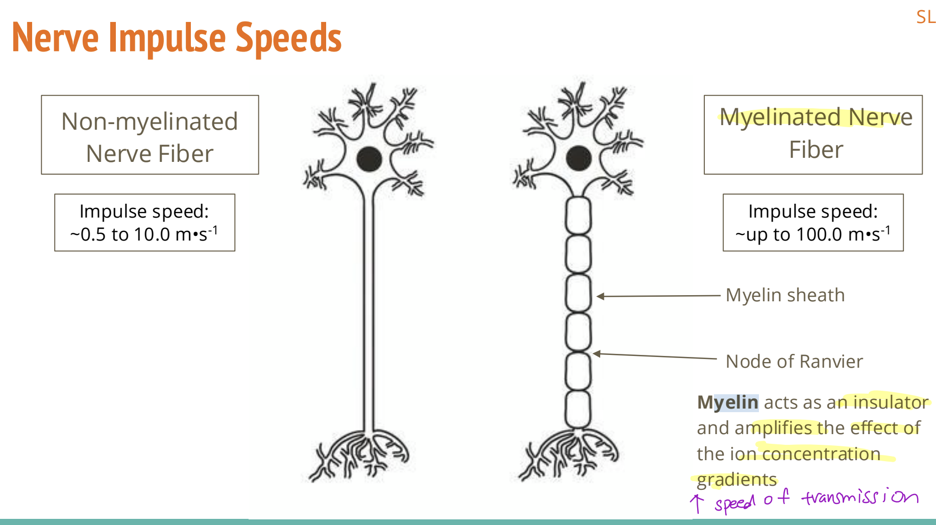 <p>Myelin acts as an <strong>insulator</strong> and <strong>amplifies the effect of the ion concentration gradient</strong> + faster speed of transmission [1]</p><p>(<strong>prevent leakage</strong> and in the node of ranvier all the <strong>sodium ion pumps are concentrated there</strong>, as the sodium diffuses through and changes the charge <strong>it will activate the next channel to open</strong>. Leading to the <strong>action potential to “jump” across the nodes which is faster than without them</strong>) [3]</p>