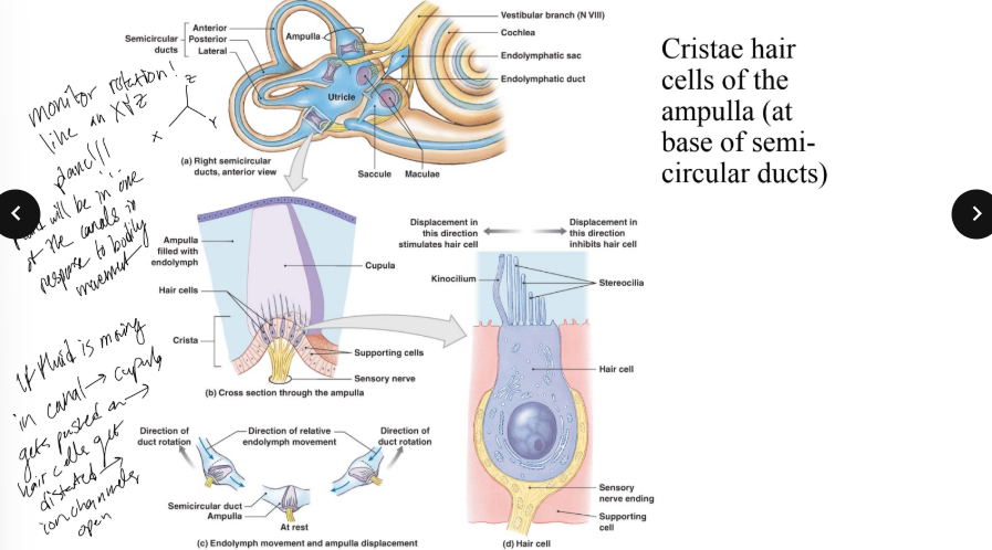 <p>cupula - semicircular canal, otolith - utricle &amp; saccule </p>