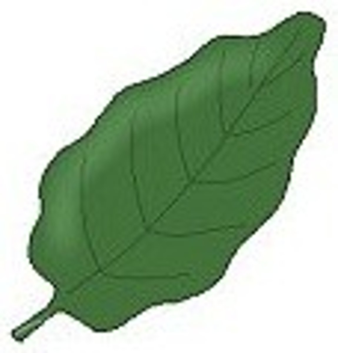<p>rolled leaf margin</p>