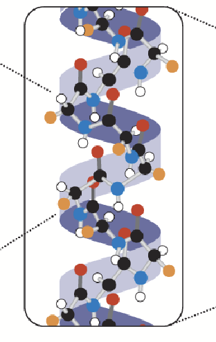 <p>Determined by the spatial organization of amino acids; interactions between amino acids cause the primary structure to fold (e.g. alpha helix, beta sheets). Mostly determined by hydrogen bonding orientation between groups.</p>