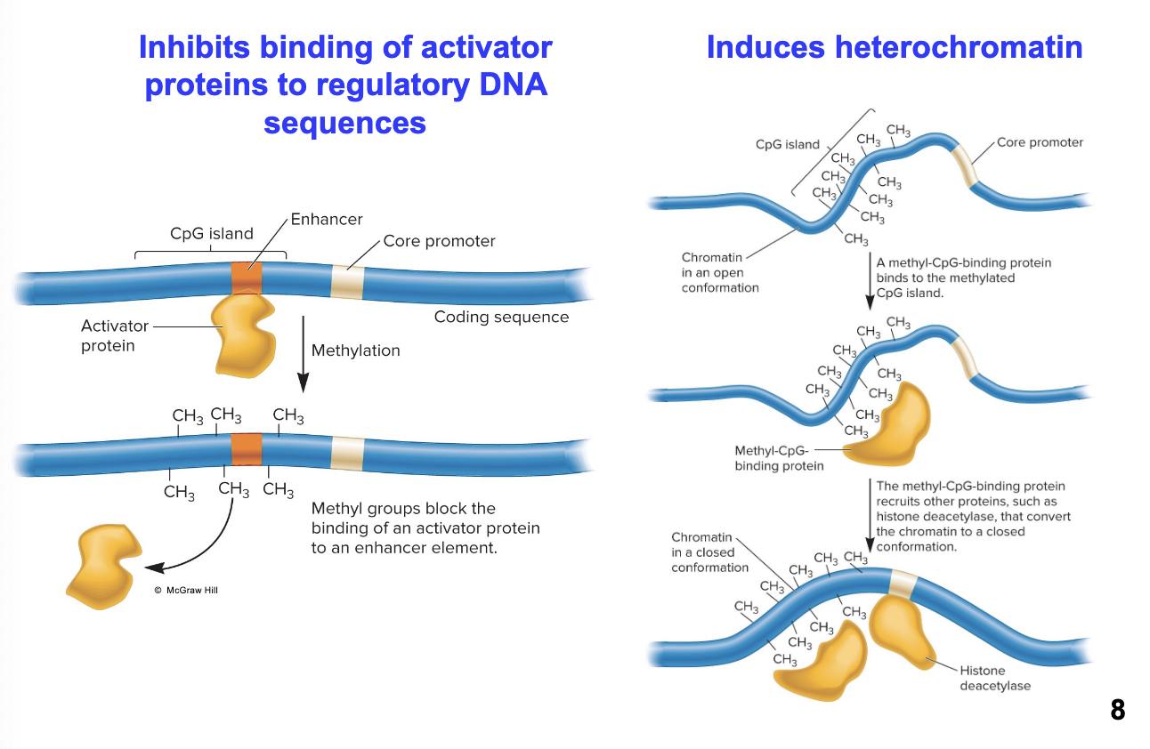 <p>inhibiting the binding of activator proteins to regulatory DNA sequences and inducing heterochromatin</p>