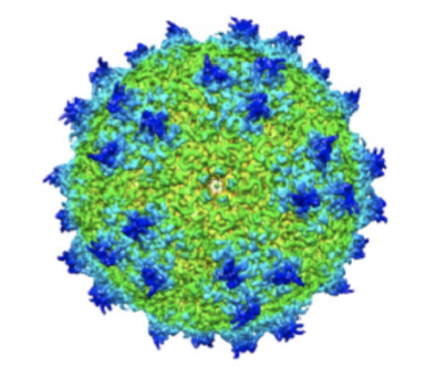 <ul><li><p>Medium-sized, non-enveloped virus containing a double-stranded DNA genome</p></li><li><p>Causative agent of mild cold or flu-like illnesses</p></li><li><p>Adeno-associated virus (AAV) vectors or cassettes are the <em><u>most commonly used viral vector for gene therapy</u></em></p></li></ul><p></p>