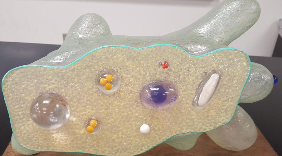 <p>what protozoa is this</p>