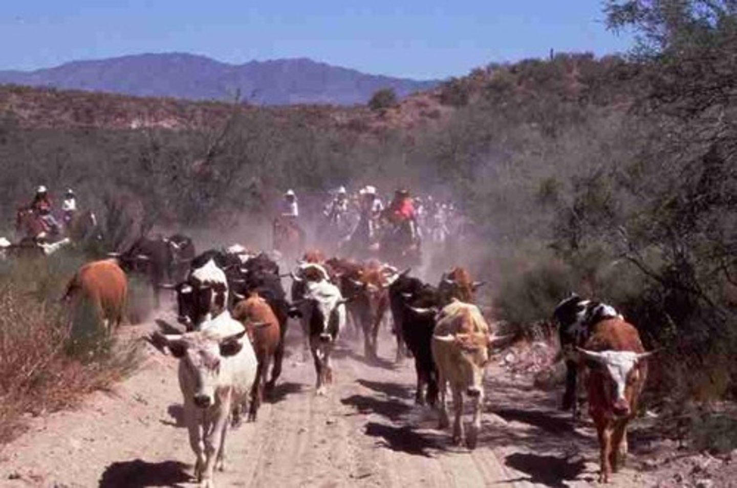 <p>farmers who raise cattle</p>