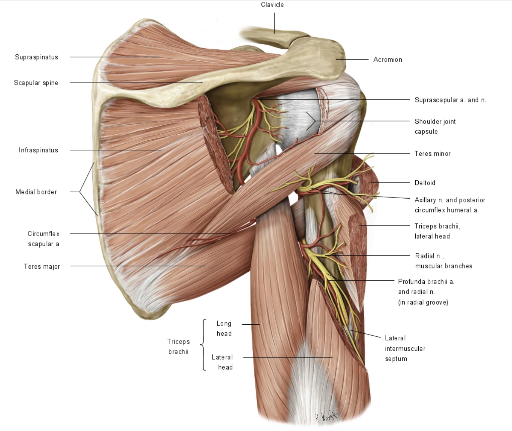 <ul><li><p>Supraspinatus (above scapular spine)</p></li><li><p>Infraspinatus (below scapular spine)</p></li></ul><p></p>