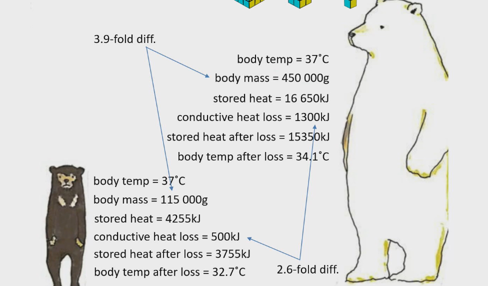 <ul><li><p>Body temp of both spectacled and polar bear is 37ºC</p></li><li><p>Spectacled bear</p><ul><li><p>body mass 115000g</p></li><li><p>Stored heat 4255kj</p></li><li><p>Conductive heat loss 500kj (random #)</p></li></ul></li><li><p>Polar bear</p><ul><li><p>body mass 450000g</p></li><li><p>Stored heat 16650kj</p></li><li><p>conductive heat =?</p></li></ul></li><li><p>Polar bear lost more total heat from body, but smaller proportion to heat that it had</p></li><li><p>Bigger animal is, slower the rate that body temp will cool</p></li></ul><p></p>