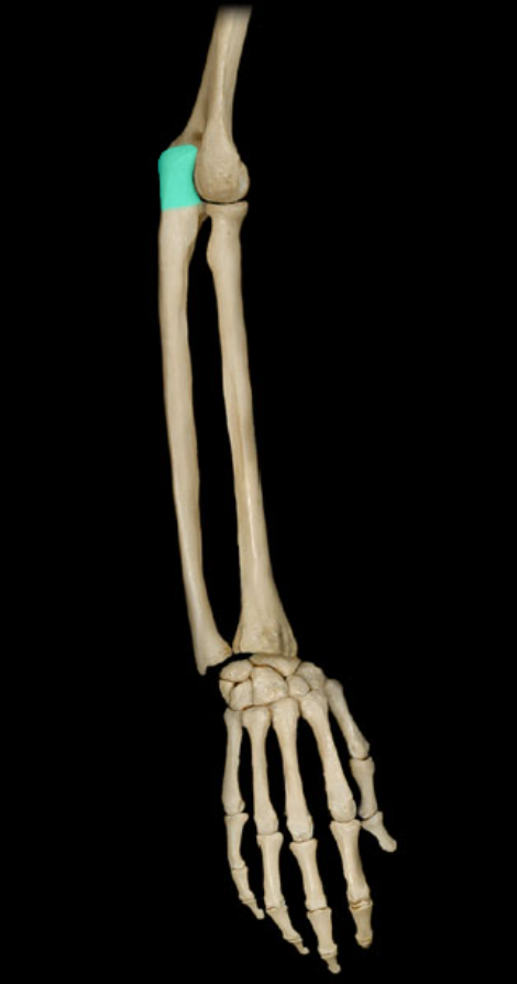 <p>Olecranon process of ulna</p>