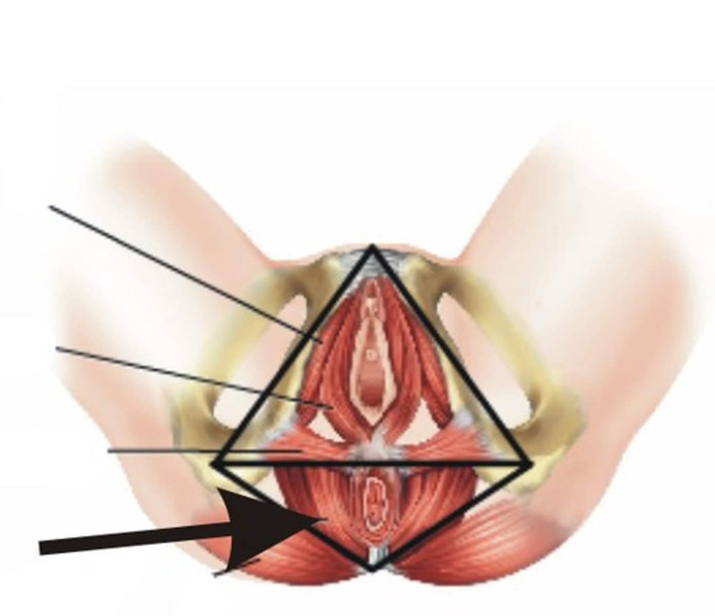 <p>Pelvic muscle supporting pelvic organs.</p>