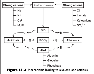 <ul><li><p><span>Respiratory alkalosis</span></p></li><li><p><span>Strong ion alkalosis</span></p></li><li><p><span>Nonvolatile buffer ion alkalosis</span></p></li><li><p><span>Respiratory acidosis</span></p></li><li><p><span>Strong ion acidosis</span></p></li><li><p><span>Nonvolatile buffer ion acidosis</span></p></li></ul><p></p>