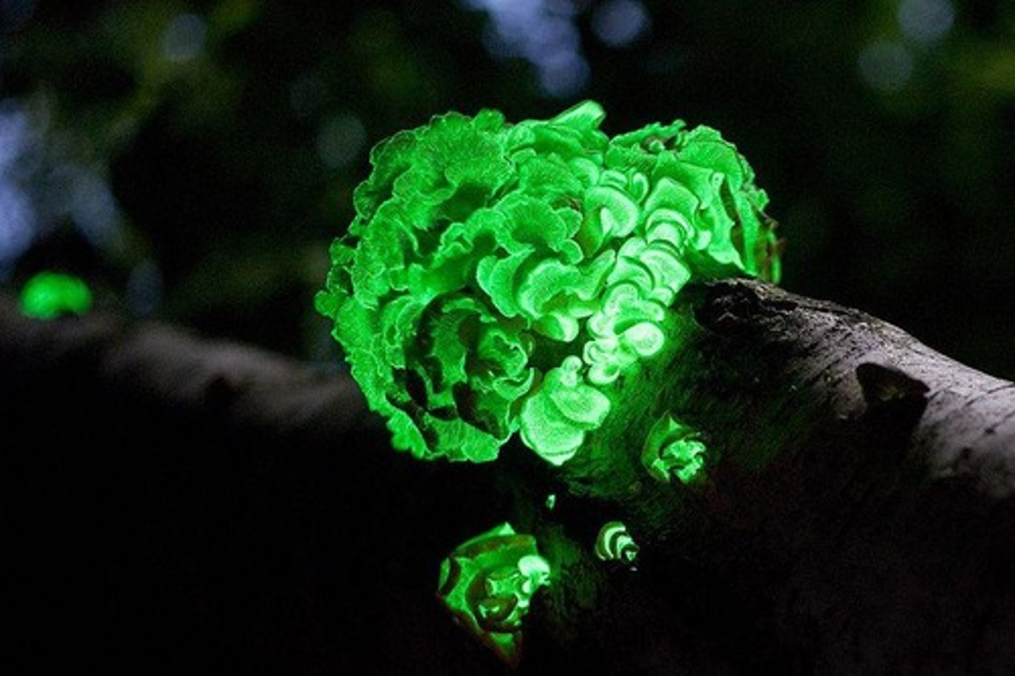 <p>Light production by living organisms.</p>