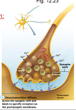 <ol><li><p>AP arrives at axon terminal (synaptic end bulb)</p></li><li><p>Ca++ voltage gates open (due to AP) and Ca++ enters (higher Ca++ outside)</p></li><li><p>rise in Ca++ triggers exocytosis of neurotransmitter (nt) containing vesicles</p></li><li><p>nt diffuses across synaptic cleft, binds to specific receptors on postsynaptic membrane</p></li></ol><ul><li><p>receptors = chemically-gated ion channels that open in response to binding of neurotransmitter</p></li></ul><ol start="5"><li><p>gated ion channels open - allowing movement of ions into (or out of) postsynaptic membrane</p></li></ol><ul><li><p>creates a graded potential (GP) called a<strong> postsynaptic potential (PSP)</strong></p></li></ul><p></p>
