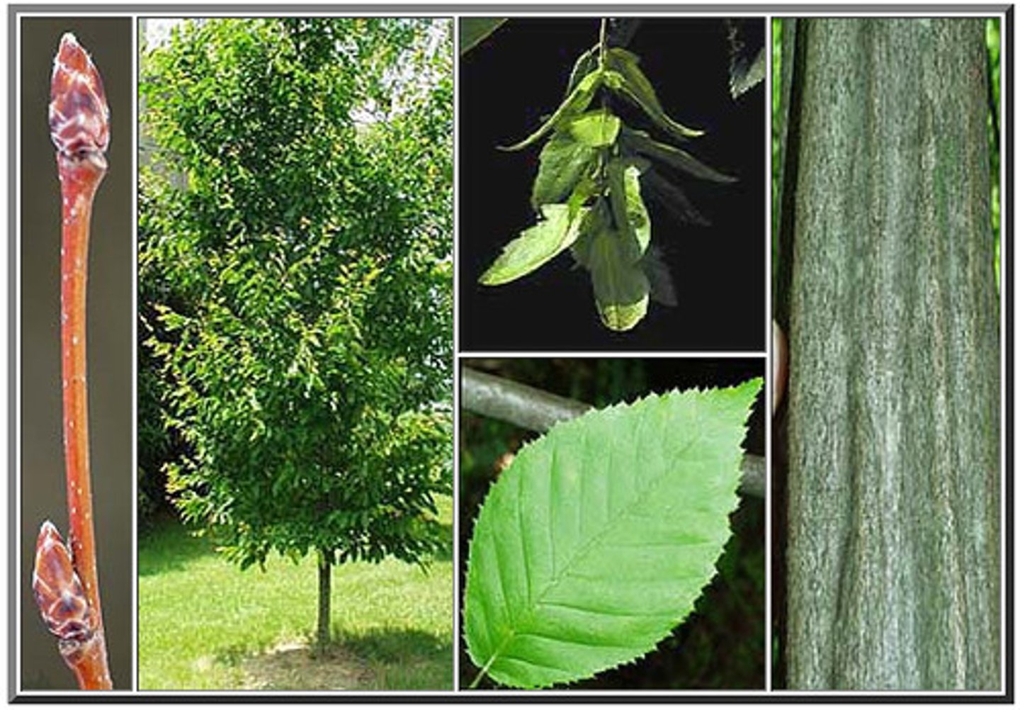 <p>A small- or medium-sized deciduous hardwood tree with alternate simple leaves and smooth but furrowed gray bark. Its catkin flowers develop into nutlets enclosed in open, 3-lobed involucres.</p>