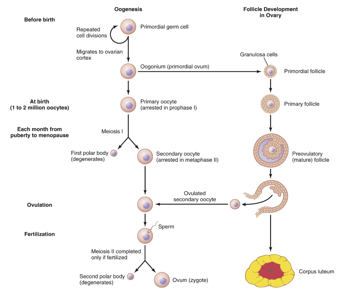 <ol><li><p>Primordiala könsceller (stamceller) genomgår flera mitoser och vandrar till gonaderna för att bli <strong>oogonier</strong>. </p></li><li><p>Oogonium omges av ett lager granulocyter och blir då till en <strong>primäroocyt</strong>. Hela strukturen kallas en primordialfollikel. </p></li><li><p>Vid 5 månaders ålder har fostret 7 miljoner primäroocyter. </p></li><li><p>Primäroocyterna går in i meios I men processen arretseras i sen profas I. </p></li><li><p>Vid födseln finns ca 2 miljoner primäroocyter kvar eftersom vissa degenereras genom <strong>atresia</strong>. </p></li></ol>