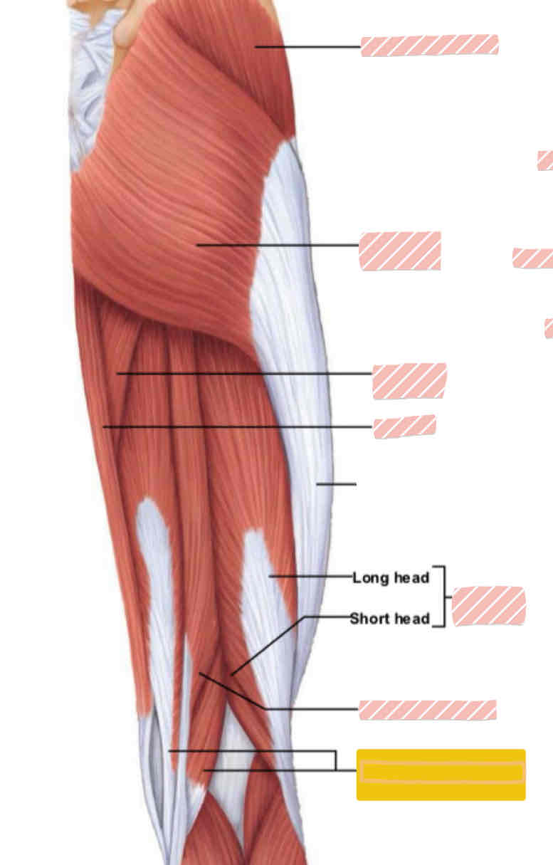 <p>Posterior leg (above knee)</p>