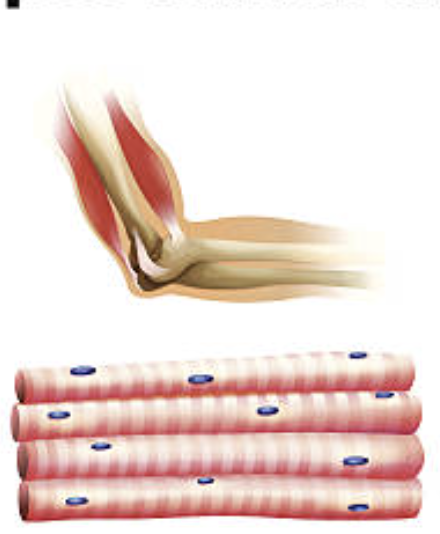 <p>attached to the bone. voluntary movements. striated. Moves skeleton, maintains posture</p>