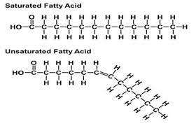 <p>have one or more double bonds with one fewer hydrogen on each double bond</p><p>bend in hydrocarbon chain caused by double bond</p><p>typically liquid; ex: oils</p>