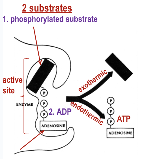 <ul><li><p>A type of ATP synthesis</p></li><li><p>The substrate molecule donates its P to ADP to make ATP</p></li><li><p>Coupled reactions:</p><ul><li><p>Substrate~P → Substrate + P + energy</p></li><li><p>ADP + P → ATP</p></li></ul></li><li><p>The limitation is that only one ATP is produced at a time</p></li></ul><p></p>