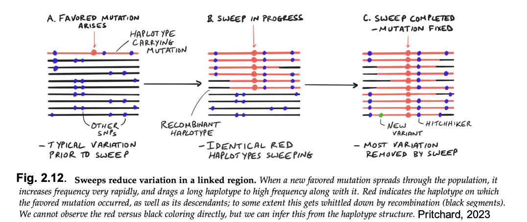 <p>Some causative changes should show traces of <strong>positive selection:</strong></p><ol><li><p><strong>higher rate</strong> of change or polymorphism for&nbsp;<strong>‘non-synonymous’</strong> positions that cause amino acid changes</p><ul><li><p>compared to&nbsp;‘silent’ nucleotide changes→ e.g 3rd codon positions</p></li></ul></li><li><p><strong>selective sweep</strong>→ new mutation is selected for and<strong> linked polymorphisms&nbsp;</strong>&nbsp;are<strong> swept</strong>&nbsp;(or hitchhike) along with it</p><ul><li><p>see examples below</p></li></ul></li></ol><p></p>