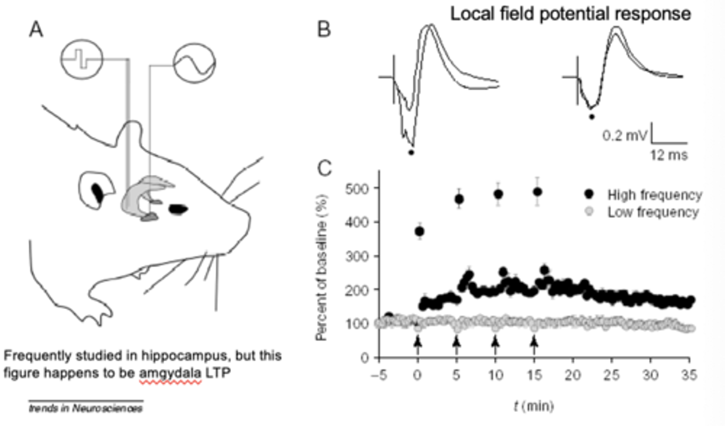 <p>- ‘deliver a tetanus’ to A (aka drive the hell out of A neurons, causing B neurons to fire / have large response)</p><p>- after driving A neurons strongly (high frequency stimulation), deliver just a SINGLE stimulus to A neuron and see what happens in B</p><p>- larger response produced in B neurons (lasts for minutes to hours to days)</p><p>- <strong>INCREASE IN SYNAPTIC STRENGTH</strong></p><p>- measuring through electrode: getting summed EPSPs using local field potentials </p>