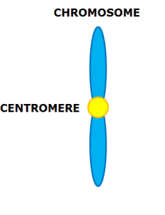 <p>half of chromosome</p>