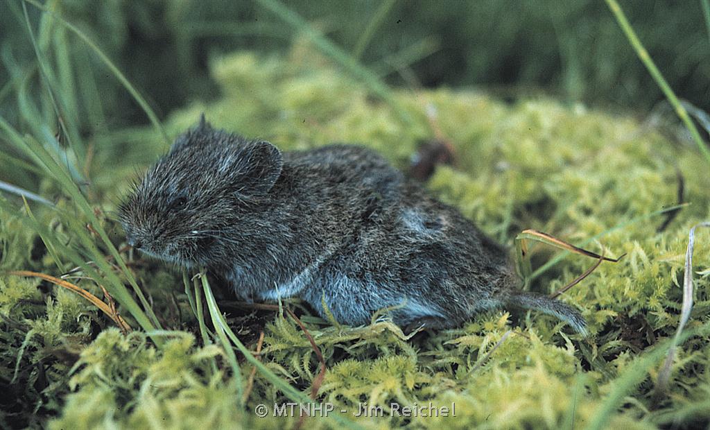 <p><em>Dicrostonyx spp. </em></p>