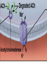<p>The enzyme acetylcholinesterase breaks down ACh in the synaptic cleft, ending stimulation of the muscle fiber</p>