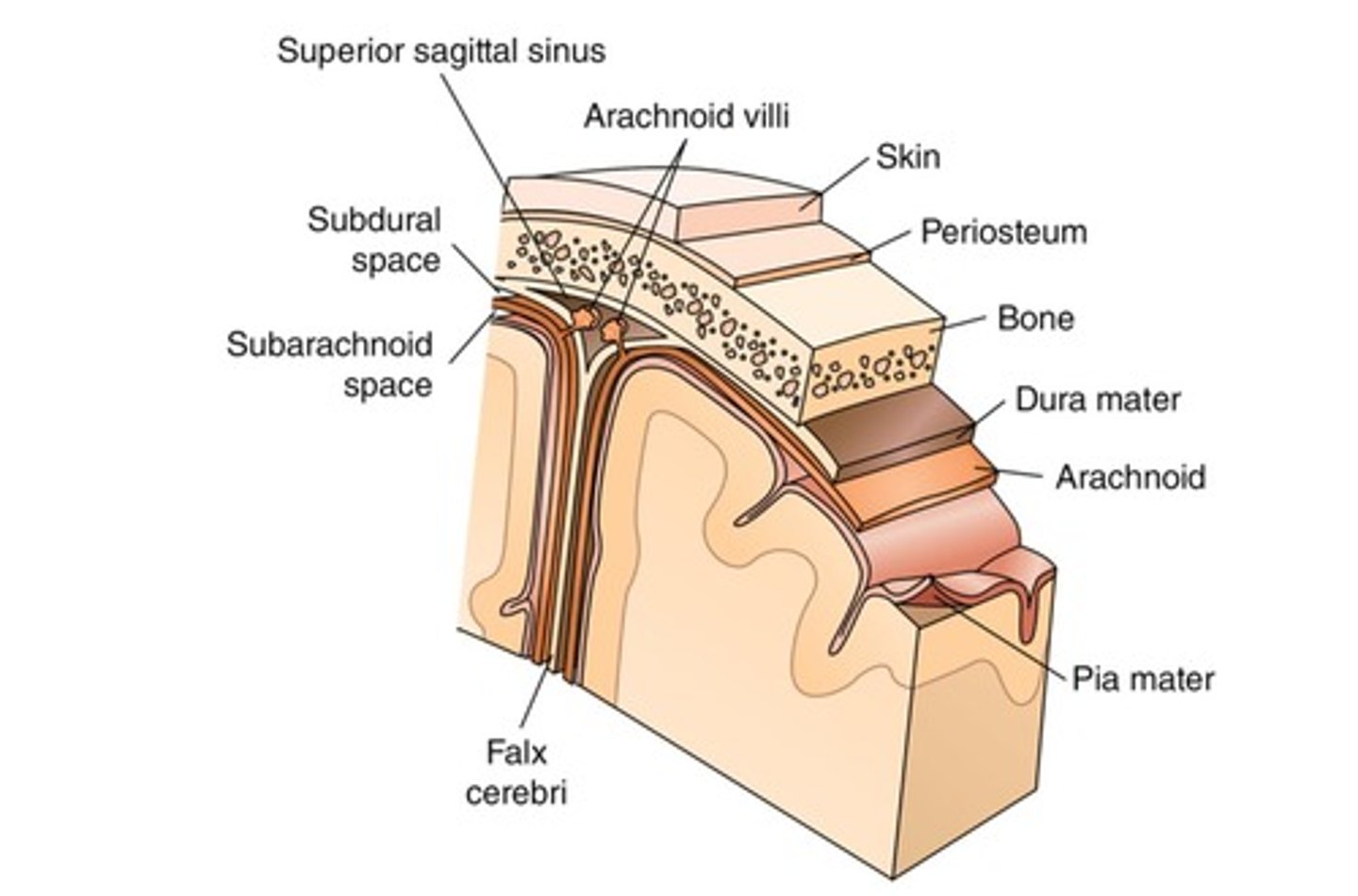 <p>Three protective layers surrounding the CNS.</p>