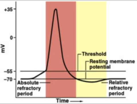 <p>Absolute: depolarization + repolarization (Na+ channel must return to resting state)</p><p>RELATIVE: After repolarisation, we have a -80mV membrane potential and the K+ is outside and Na+ is now inside. Although another action potential CAN occur, even more Na+ needed to reach threshold voltage!)</p><p>The period where the <em>Sodium Potassium pump</em> reverses this and restores the potential to 70mV is called the refractory period [sometimes called hyperpolarisation]</p>