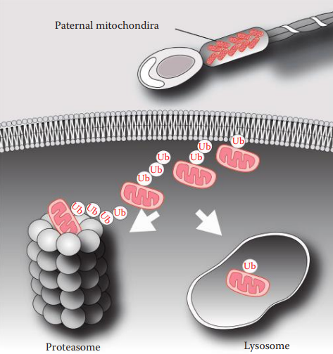 A model of uniparental mtDNA inheritance in humans.