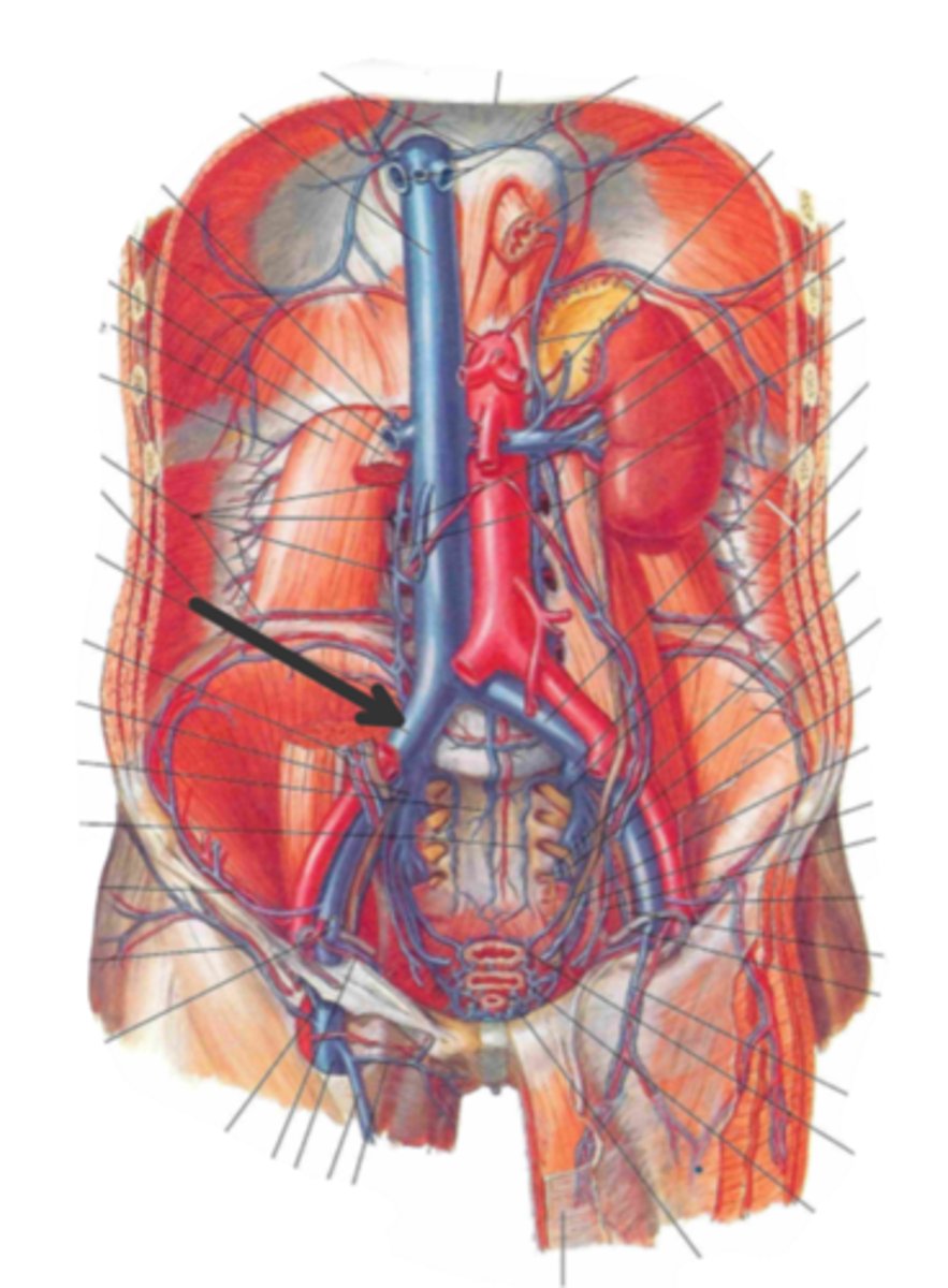 <p>identify the structure(s) indicated by the arrow</p>