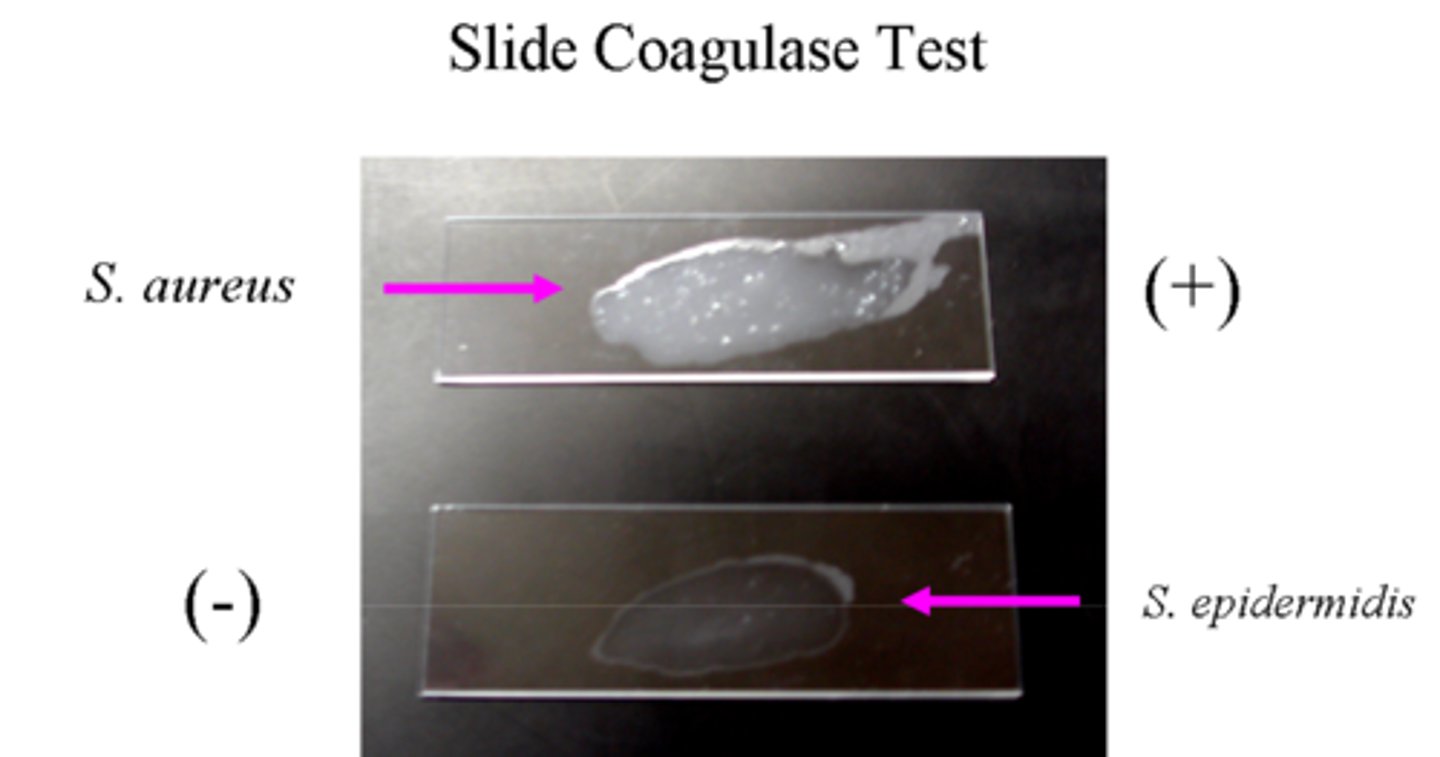 <p>A test to differentiate between the Staphylococcus species</p><p>Coagulase-positive: Staph aureus (MSSA or MRSA)</p>
