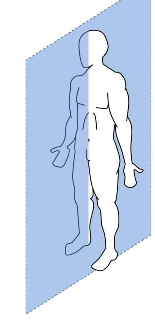 <p>Sagittal plane </p>