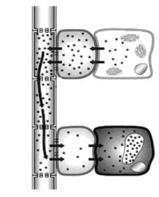 <p>The diagram below shows part of the vascular system of a dicotyledonous plant. Which process is indicated by the arrows? </p>