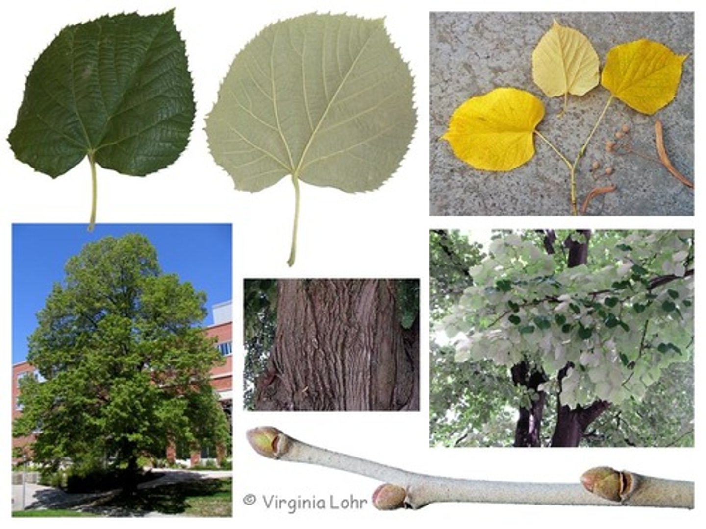 <p>Malvaceae Tilia tomentosa</p>